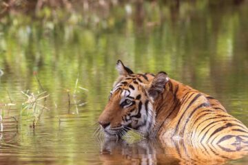 Bandhavgarh National Park